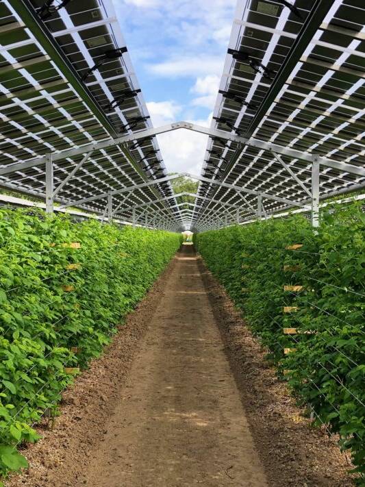 agrivoltaico 2025