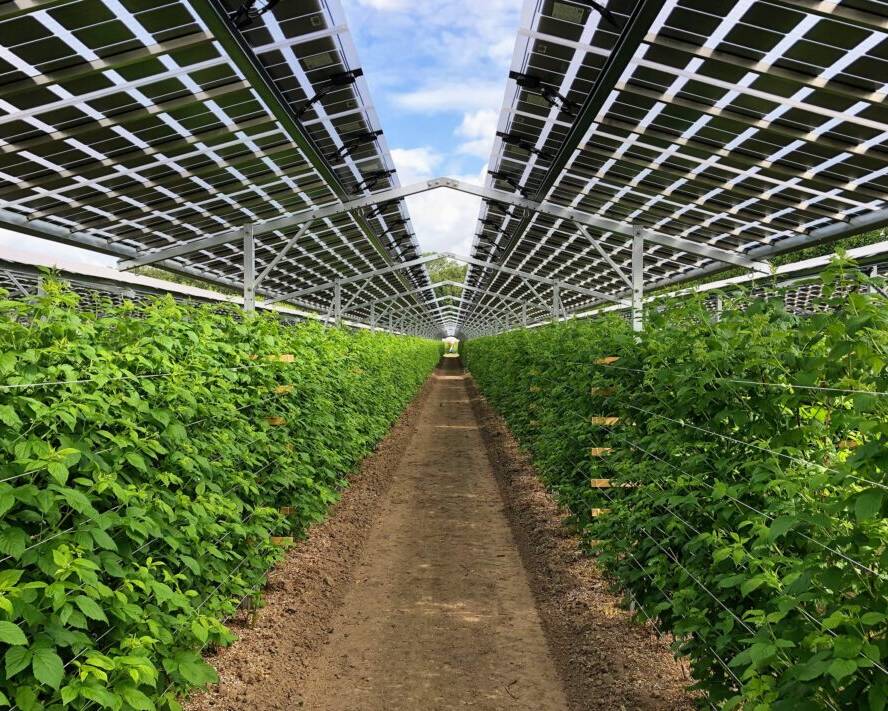 agrivoltaico 2025