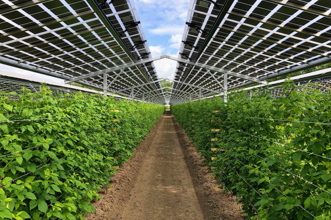 agrivoltaico 2025